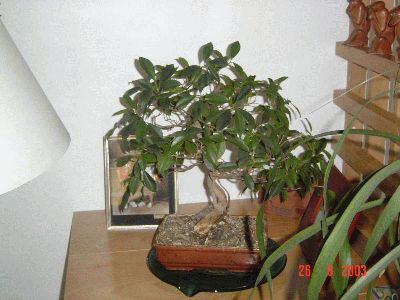 Pachira Aquatica Bonsai